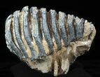 Fossil Southern Mammoth Molar - Hungary #57815-2